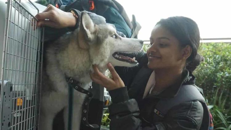 joven perrita ucrania3 joven perrita ucrania3