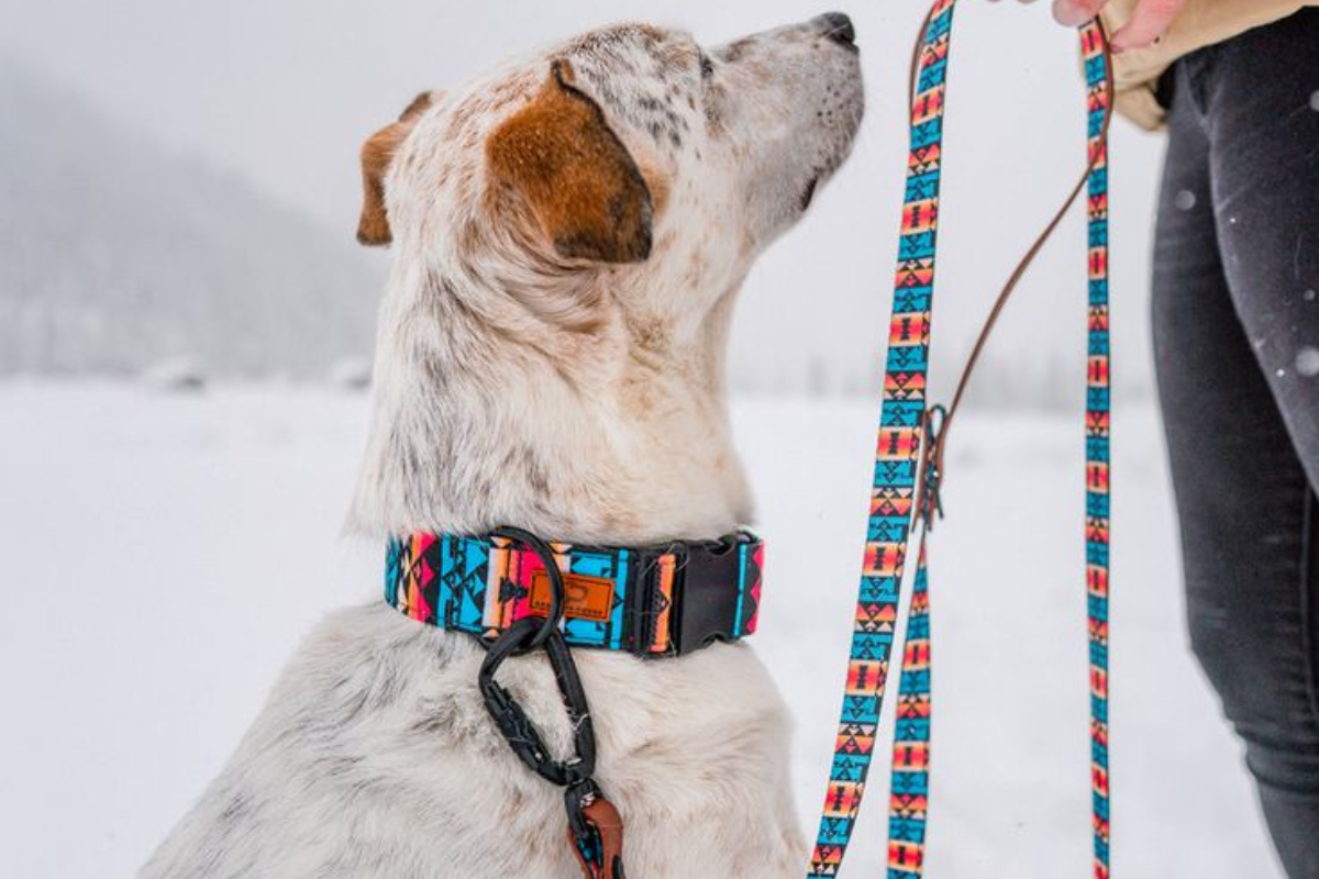 perro correa Los perros pueden resultar lesionados con el uso de la correa. (Foto: Pinterest)
