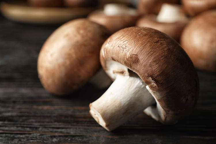 Champignon con propiedades terapéuticas Champignon con propiedades terapéuticas