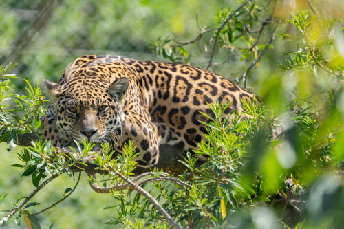 Fundación Rewilding Argentina Malu Matias Rebak 21 Fundación Rewilding Argentina Malu Matias Rebak 21