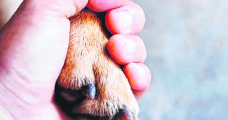 perro pata perro pata