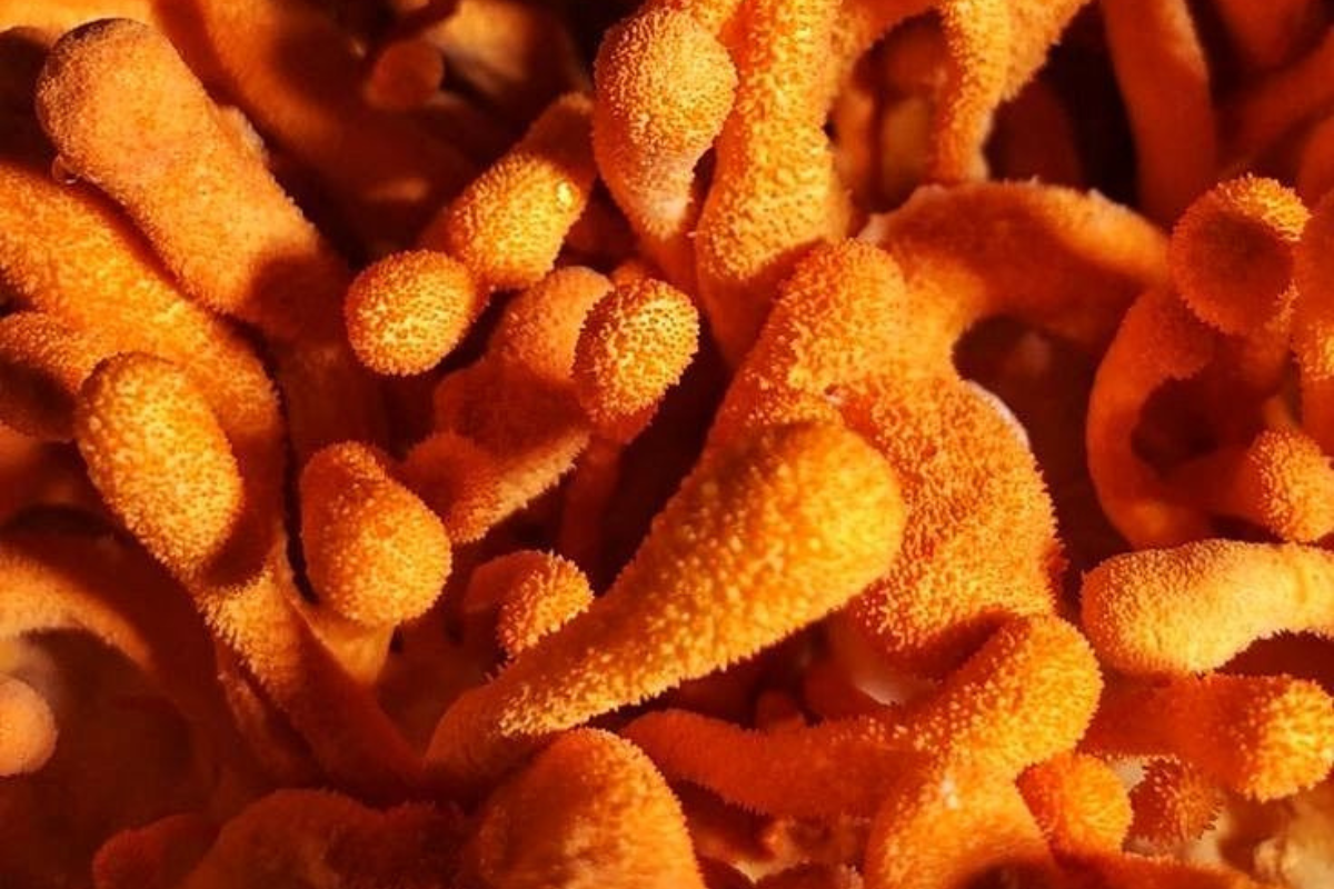 hongos Oro farmacológico: el veneno de los hongos podría salvarnos al tratarse de medicinas que contienen compuestos bioactivos. (Foto: Pinterest)