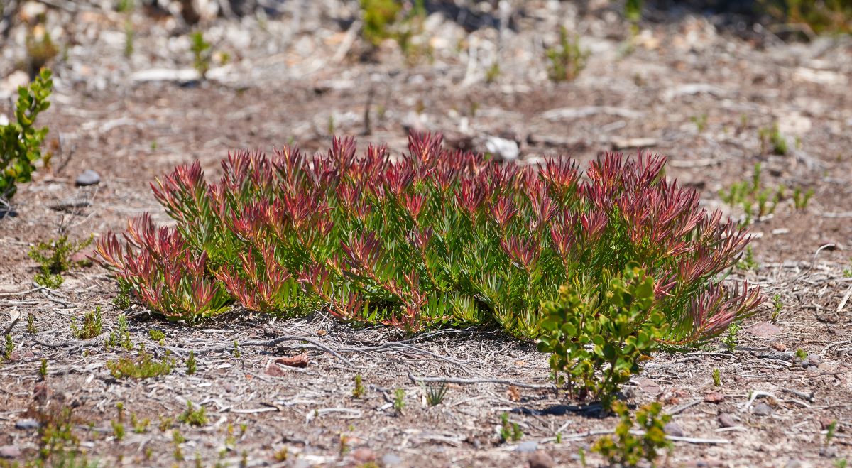 Fynbos en Table Mountain National Park, Cabo de Buena Esperanza, Sudáfrica