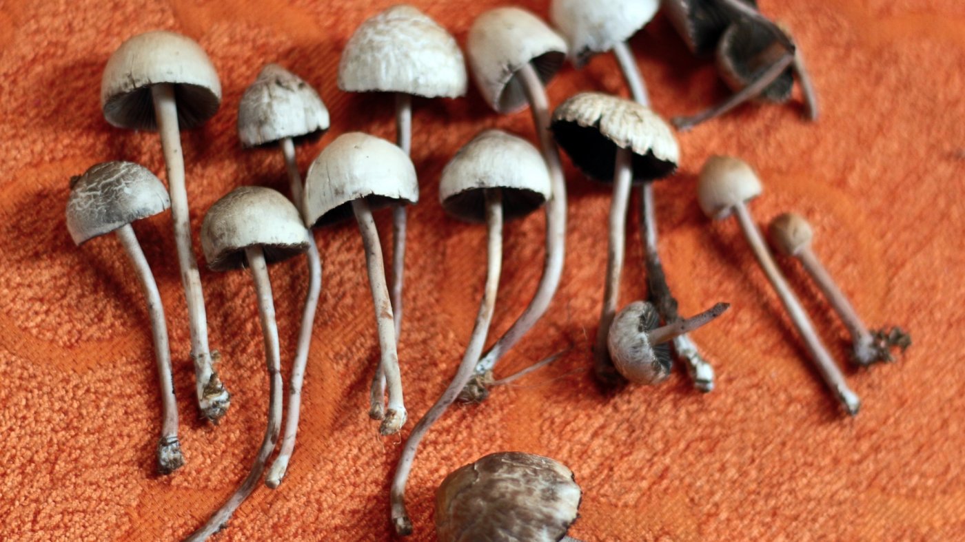 hongos mágicos 1539654529354-shutterstock_704587894