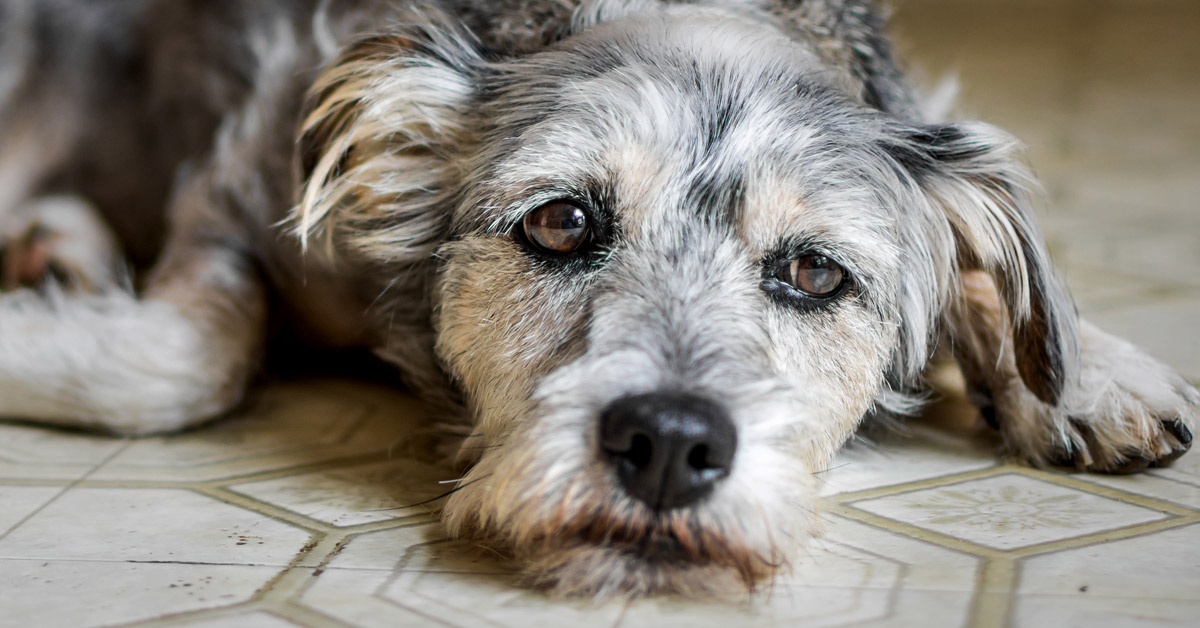perro con mirada triste acostado en el piso de una casa