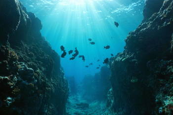 Peces en el fondo del océano