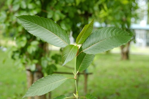 Kratom