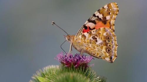 mariposa cardera mariposa cardera