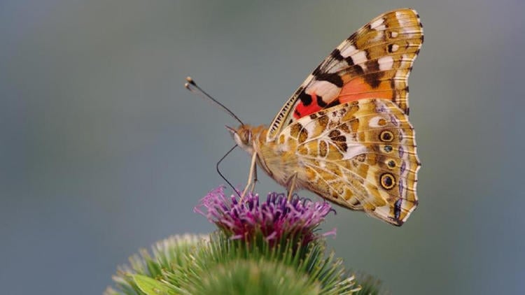 mariposa cardera mariposa cardera