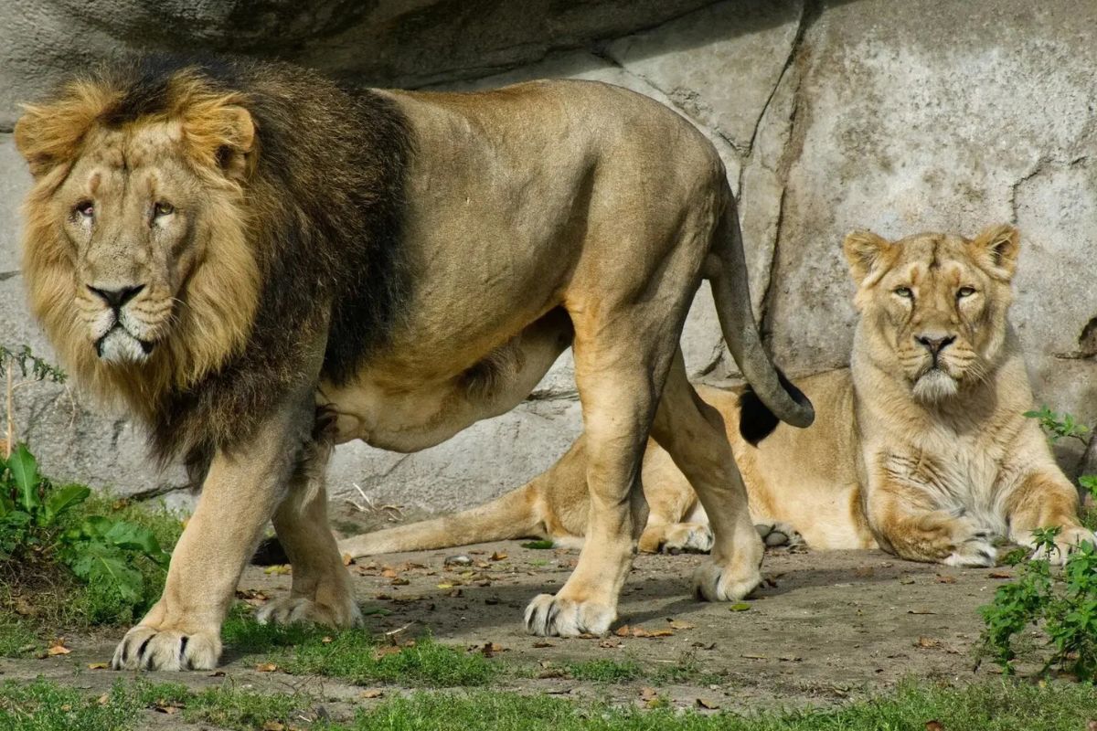 leones TNYT | Leones en el Zoológico de Aalborg, Dinamarca. En una publicación de Facebook, el zoológico indicó que las donaciones de mascotas les ayudarían a imitar la cadena alimentaria natural