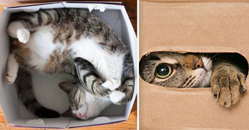 Esta es la razón por la que tu gato no puede resistir meterse en una caja