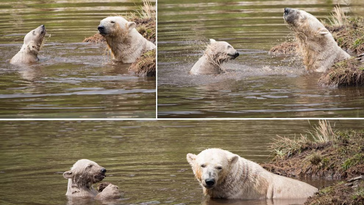 osa polar Victoria es reconocida por haber sido madre del primer oso polar nacido en el Reino Unido en 25 años