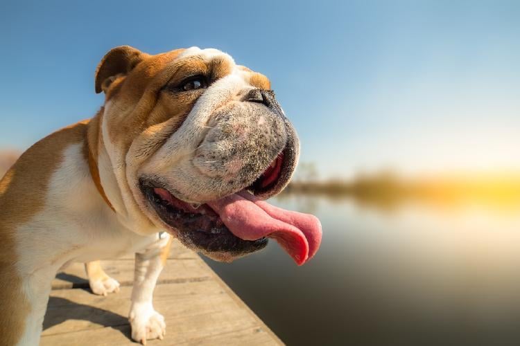 Golpe de calor en perros