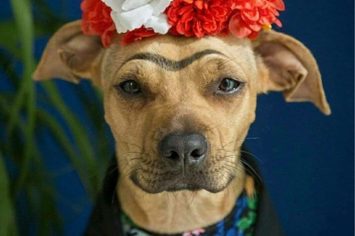 Según la creencia popular, las almas de las mascotas llegan la noche del 27 de octubre, poco después del atardecer, y se despiden al amanecer del día siguiente. (Imagen: Pinterest)