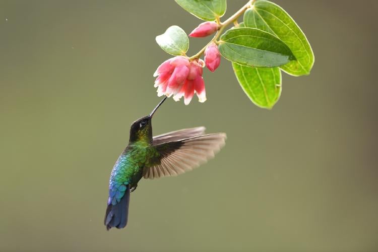 colibrí