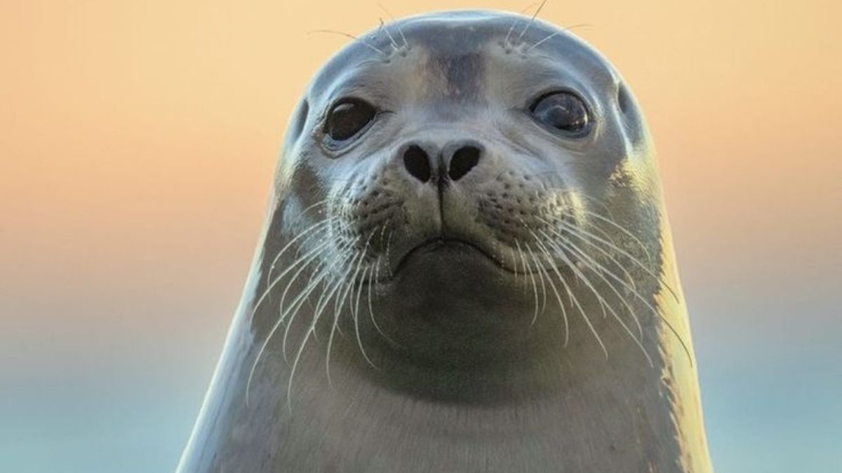 Las focas dejarán de ser un animal anfibio y se moverán sólo en el agua, (Foto: Pinterest