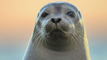 foca ross Las focas dejarán de ser un animal anfibio y se moverán sólo en el agua, (Foto: Pinterest