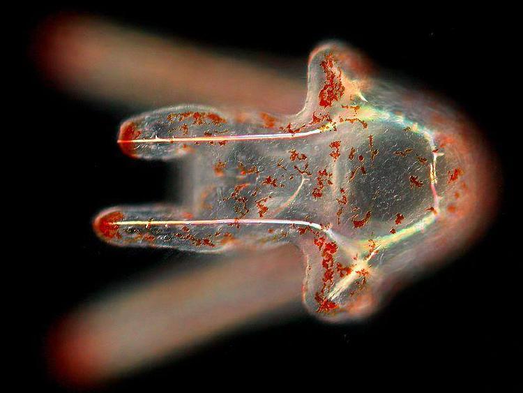 Larva de dolar Larva de dolar