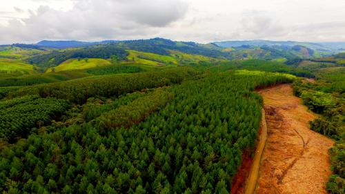 Europa busca frenar el cambio climático con la siembra de 3 millones de árboles