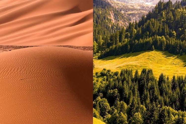 desierto en bosque En tiempos de crisis climática, proyectos como este abren una pregunta fundamental: ¿y si los lugares más extremos del planeta también pudieran ser parte de la solución? (Imagen: youtube.com)