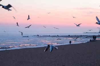 aves El universo se comunica a través de las aves