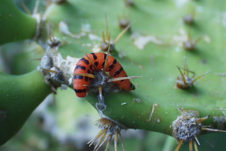 Palomilla del nopal Foto Caleb Slemmons Flick 768x512