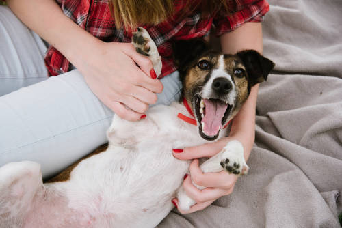 perro jugando perro jugando