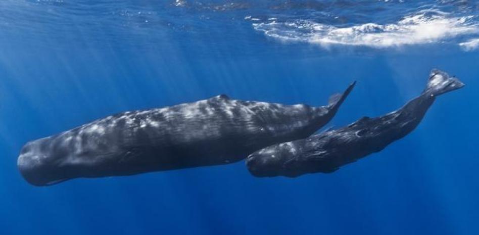 5fa950be82486 5fa950be82486