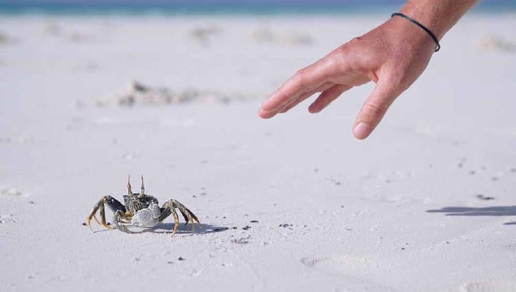 cangrejo playa cangrejo playa