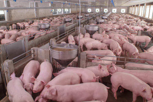 La OMS cree haber encontrado el lugar en donde se originó la pandemia