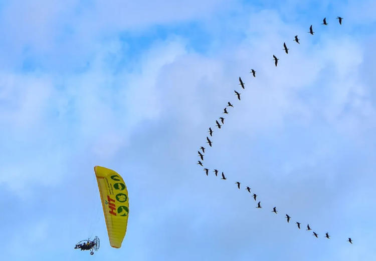 vuelo pajaros