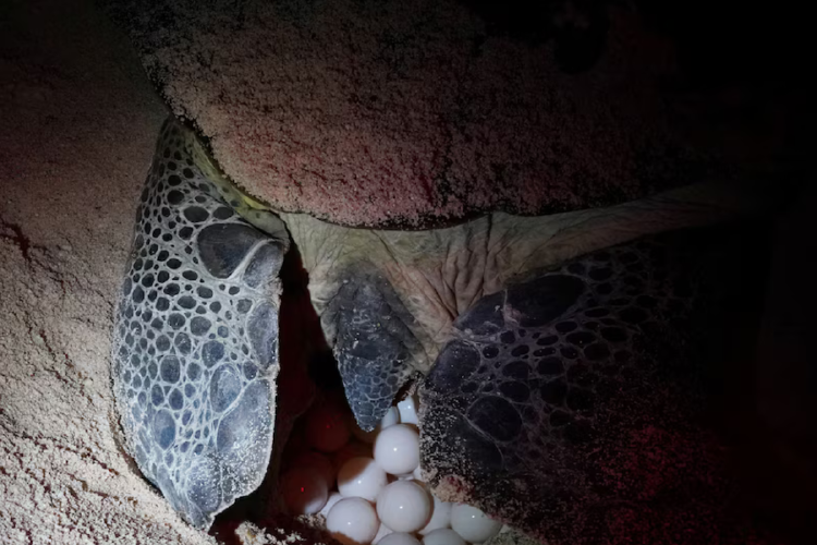 tortuga marina Los científicos concuerdan en que la protección a las playas de anidación ha sido clave para lograr que las poblaciones de tortugas se recuperen. (REUTERS/Alexandre Meneghini)