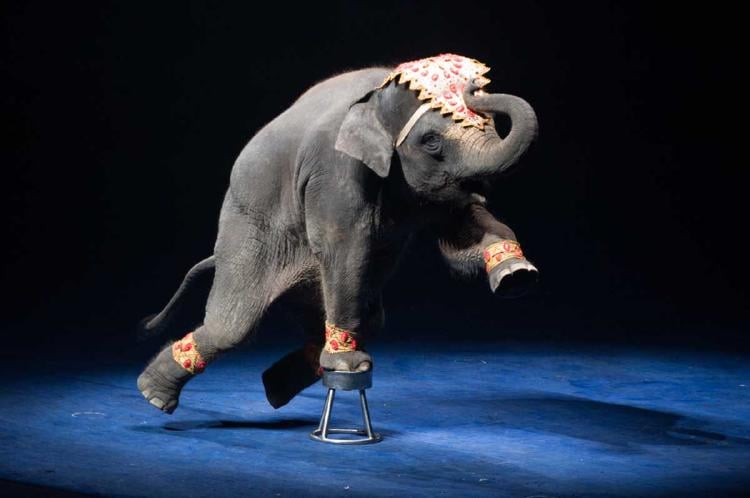 circo animales 2