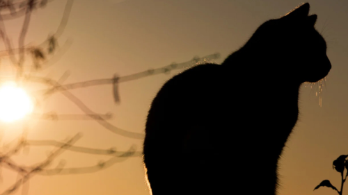 gato El fenómeno fue bautizado como “salmiak”, en honor al regaliz salado, un popular dulce finlandés con un aspecto similar. (Foto: www.larazon.es)