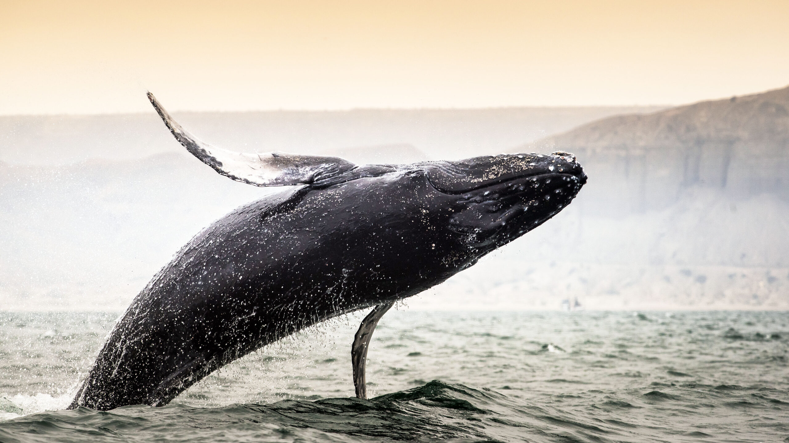 Right whale_Eubalaena glacialis_2medium scaled Right whale_Eubalaena glacialis_2medium scaled