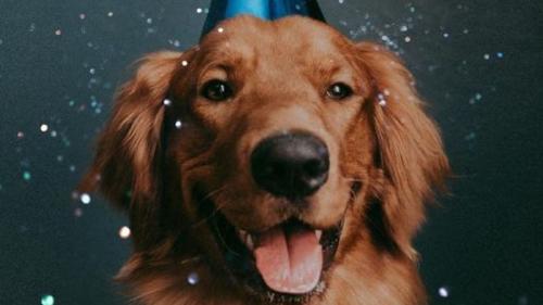 canva (51) Los miembros de cuatro patas en la familia también merecen ser celebrados en su cumpleaños (Foto: Pinterest)