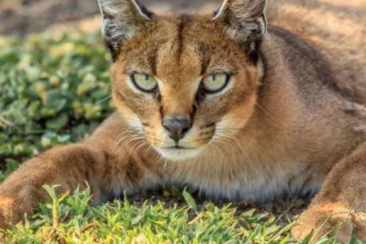 caracal De África a Sanlúcar: el caracal que pasó 16 días libre en la ciudad y generó revuelo entre los habitantes. (Pinterest)