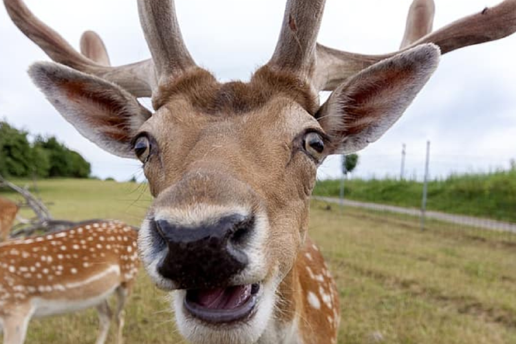 ciervo zombie Aunque todavía no hay contagios humanos, científicos advierten que podría cruzar la barrera de especie, como ya ocurrió con otros priones en el pasado. (Imagen: pikist.com)