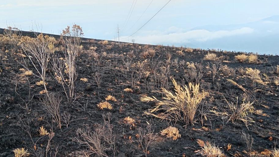 68490482_1004 68490482_1004