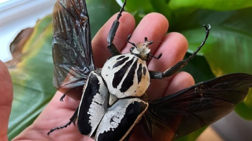 escarabajo Los escarabajos Goliat (género Goliathus) se encuentran entre los insectos más grandes del mundo. Foto Pinterest