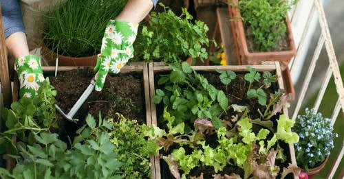 como planificar huerto huerto casero