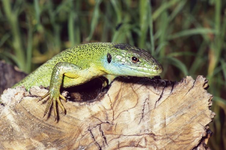 Regeneración Regeneración