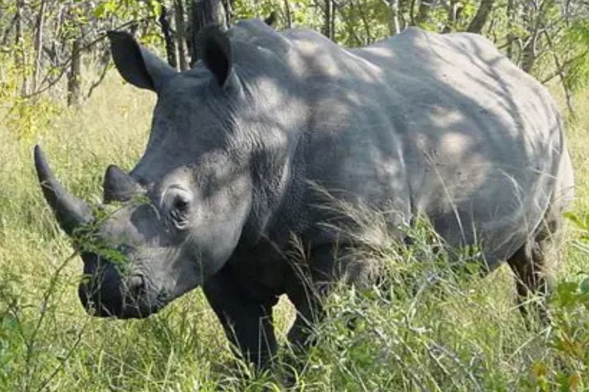 La historia de Sudán es una advertencia clara para el presente y el futuro de la biodiversidad (Imagen: www.hsbnoticias.com)