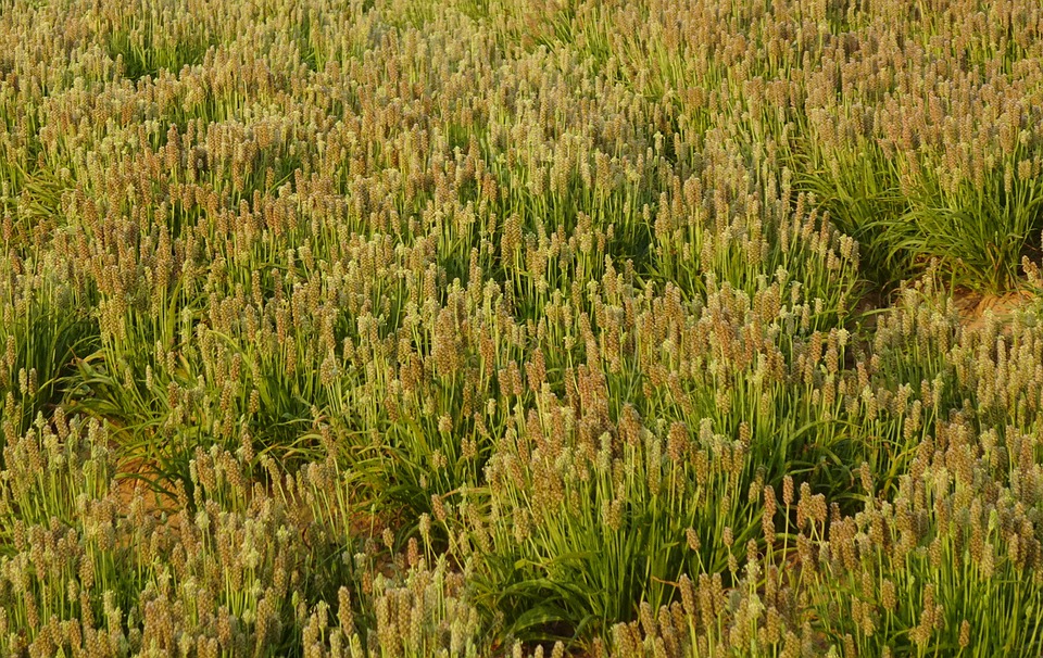 Psyllium Psyllium Husk