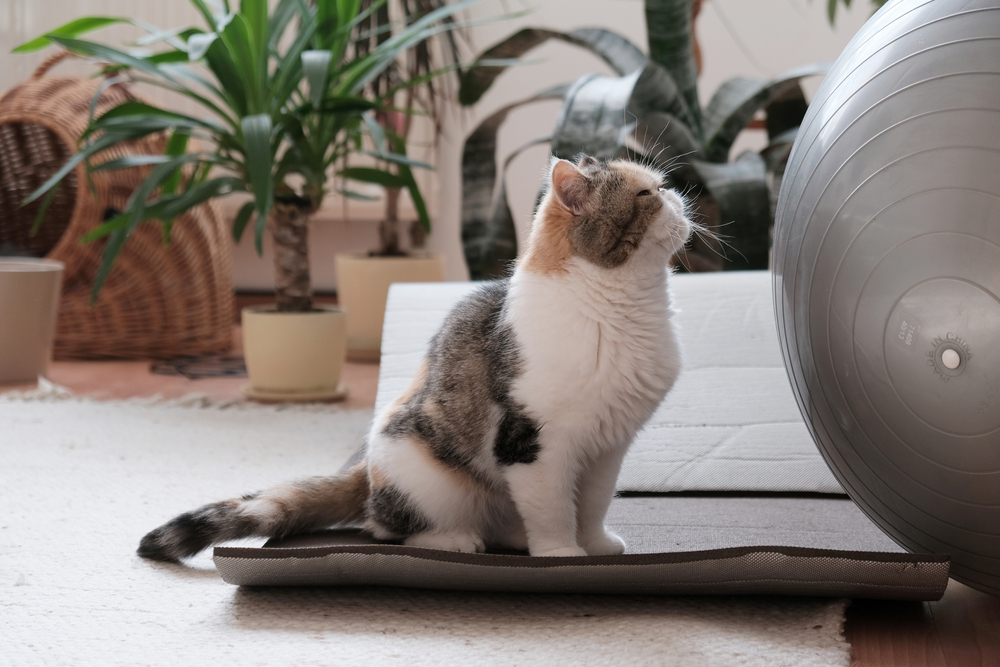 gato pelota gato pelota