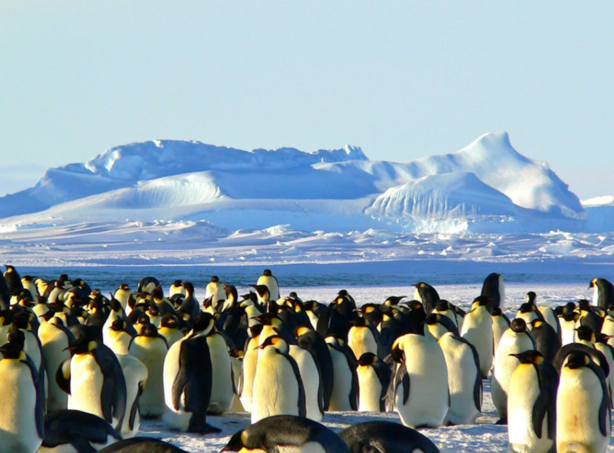 pingüinos 1 pexels pingüinos 1 pexels