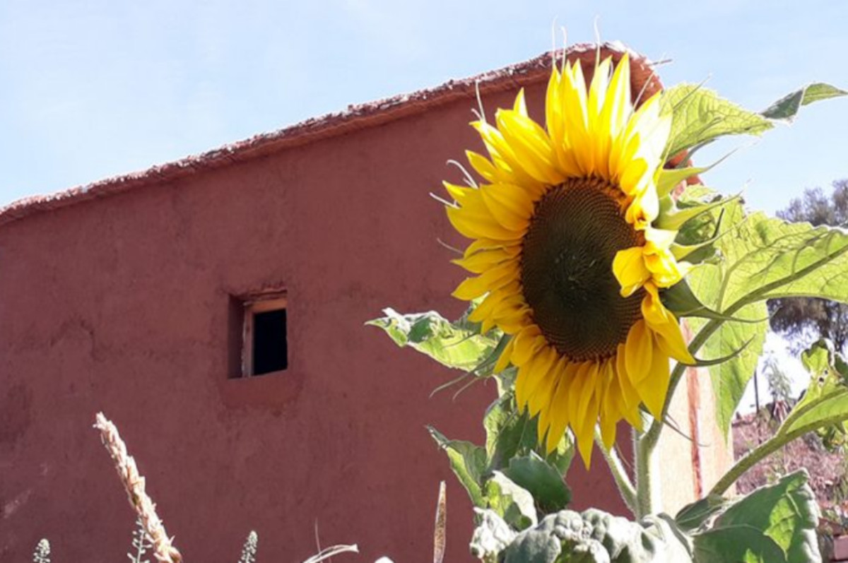 BANCO DE SEMILLAS MARRUECOS BANCO DE SEMILLAS MARRUECOS