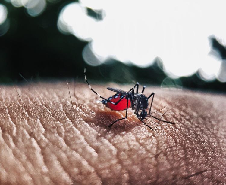 ¿Qué es el dengue?: Síntomas, contagio y tratamiento