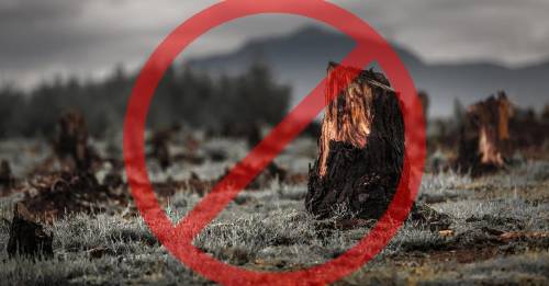 Este es el primer país del mundo en prohibir la deforestación