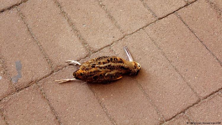 ave, víctima de colisión con ventanal de vidrio ave, víctima de colisión con ventanal de vidrio